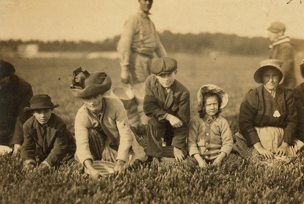 Detail of Annette Roy said to be 7 and Napoleon Ruel said to be 9 picking cranberries at Smart's Bog, South Carver, Massachusetts, 1911 by Lewis Wickes Hine