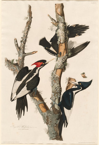 Detail of Ivory-billed Woodpecker, 1829 by John James Audubon