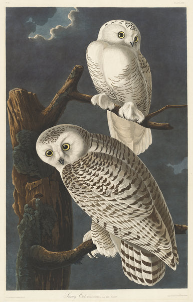 Detail of Snowy Owl, 1831 by John James (after) Audubon