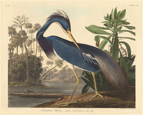 Detail of Louisiana Heron, 1834(coloured engraving) by John James Audubon