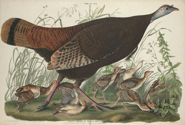 Detail of Great American Hen and Young, 1827 by John James Audubon