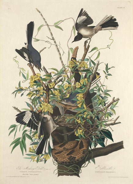 Detail of The Mocking Bird, 1827 by John James (after) Audubon
