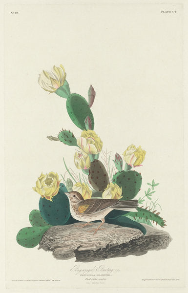 Detail of Bay-winged Bunting, 1830 by John James (after) Audubon