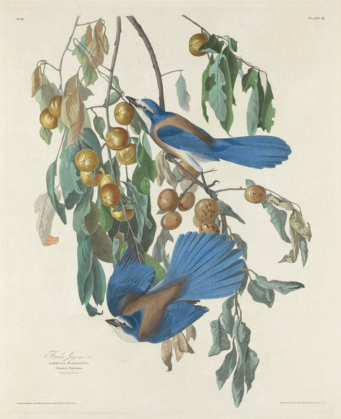 Detail of Florida Jays, 1830 by John James Audubon