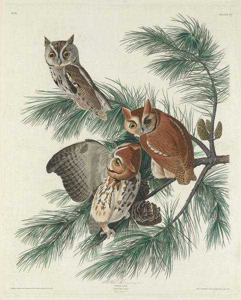Detail of Mottled Owl, 1830 by John James (after) Audubon