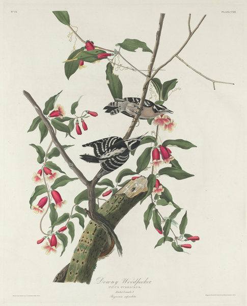Detail of Downy Woodpecker, 1831 by John James (after) Audubon