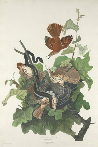 Detail of Ferruginous Thrush, 1831 by John James Audubon