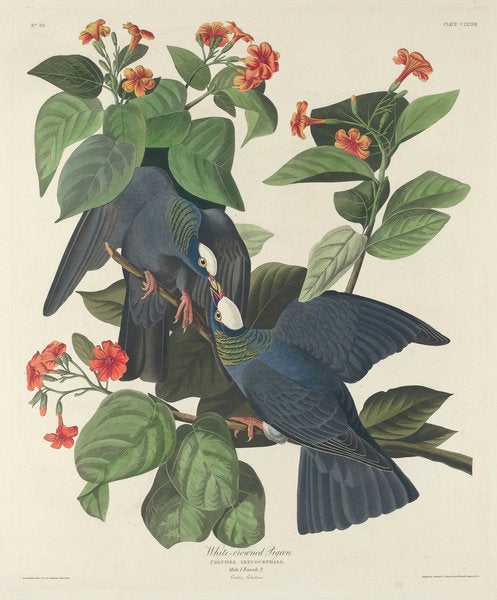Detail of White-crowned Pigeon, 1833 by John James Audubon