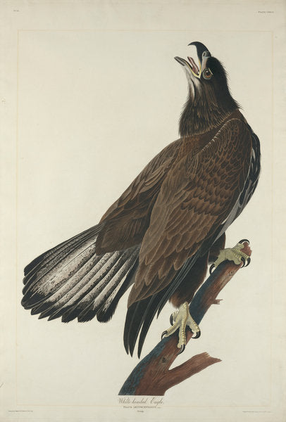 Detail of White-Headed Eagle, 1832 by John James (after) Audubon