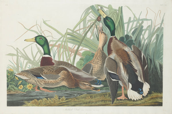 Detail of Mallard Duck, 1834 by John James (after) Audubon