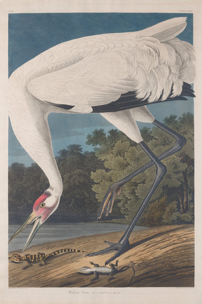 Detail of Hooping Crane, 1834 by John James (after) Audubon