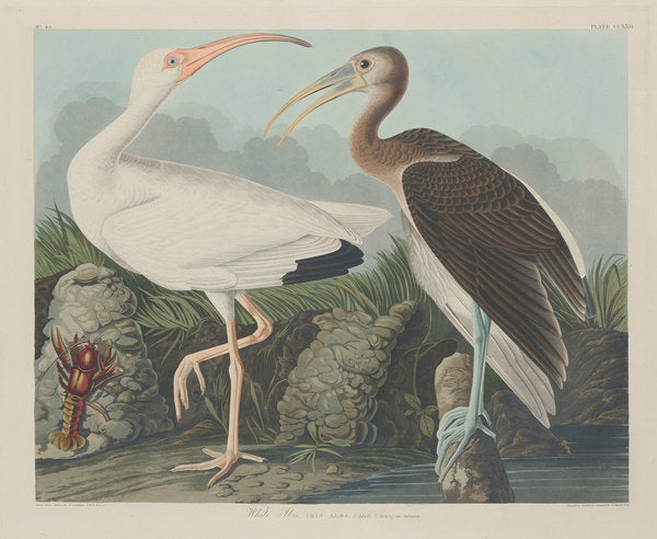 Detail of White Ibis, 1834 by John James (after) Audubon