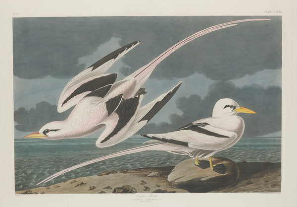 Detail of Tropic Bird, 1835 by John James Audubon