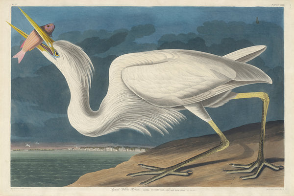 Detail of Great White Heron, 1835 by John James Audubon