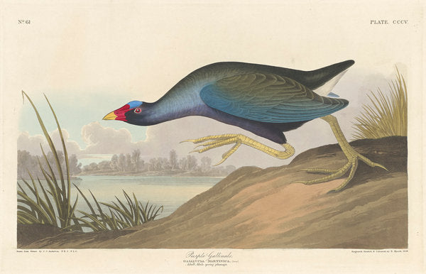 Detail of Purple gallinule, 1836 by John James (after) Audubon