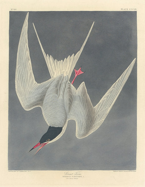 Detail of Great Tern, 1836 by John James (after) Audubon