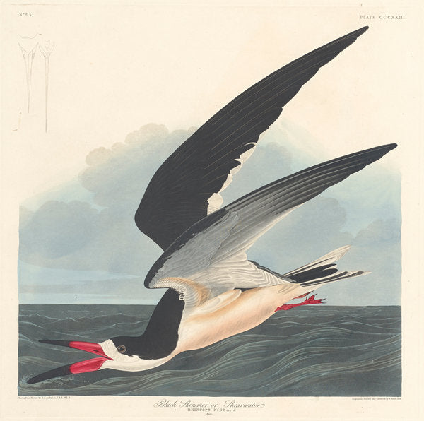 Detail of Black Skimmer, 1836 by John James (after) Audubon