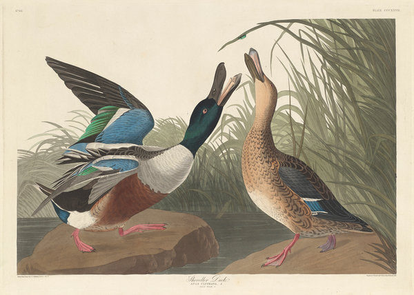 Detail of Shoveller Duck, 1836 by John James Audubon