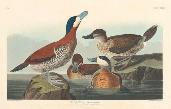 Detail of Ruddy duck, 1836 by John James (after) Audubon