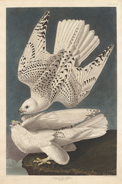 Detail of Iceland or Jer Falcon, 1837 by John James (after) Audubon