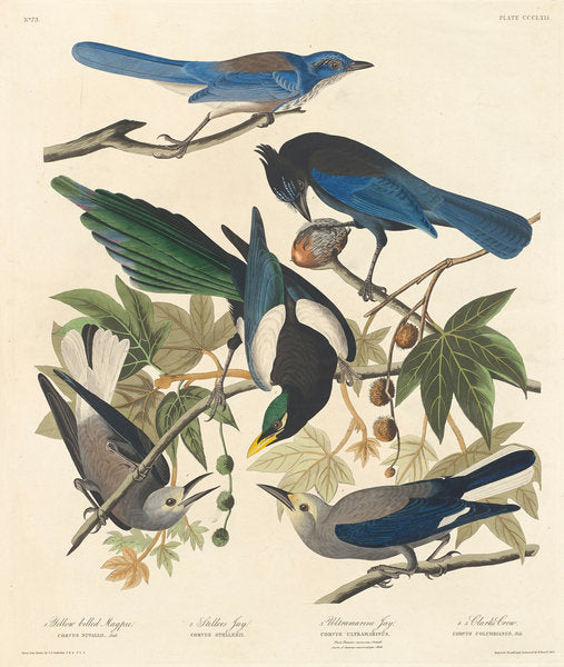 Detail of Yellow-billed Magpie, Stellers Jay, Ultramarine Jay and Clark's Crow, 1837 by John James (after) Audubon