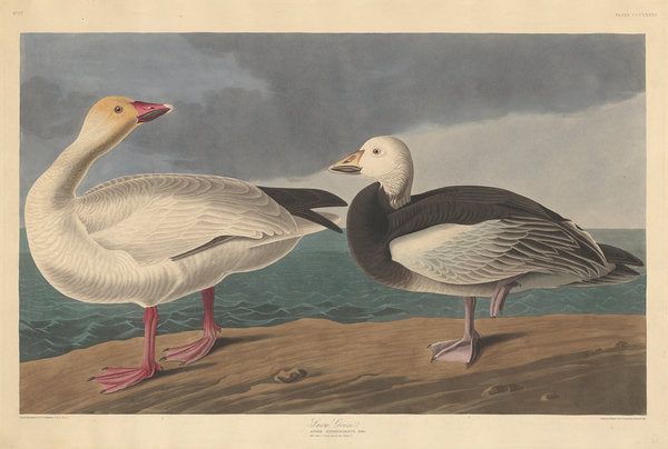 Detail of Snow goose, 1837 by John James (after) Audubon