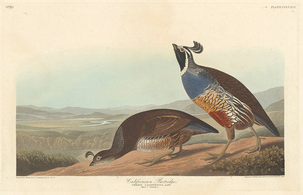 Detail of Californian Partridge, 1838 by John James Audubon