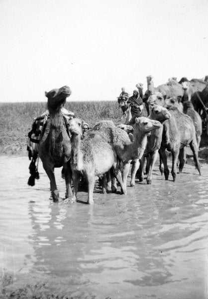Detail of Camels fording a stream in the Valley of Elah, 1900-20 by Anonymous