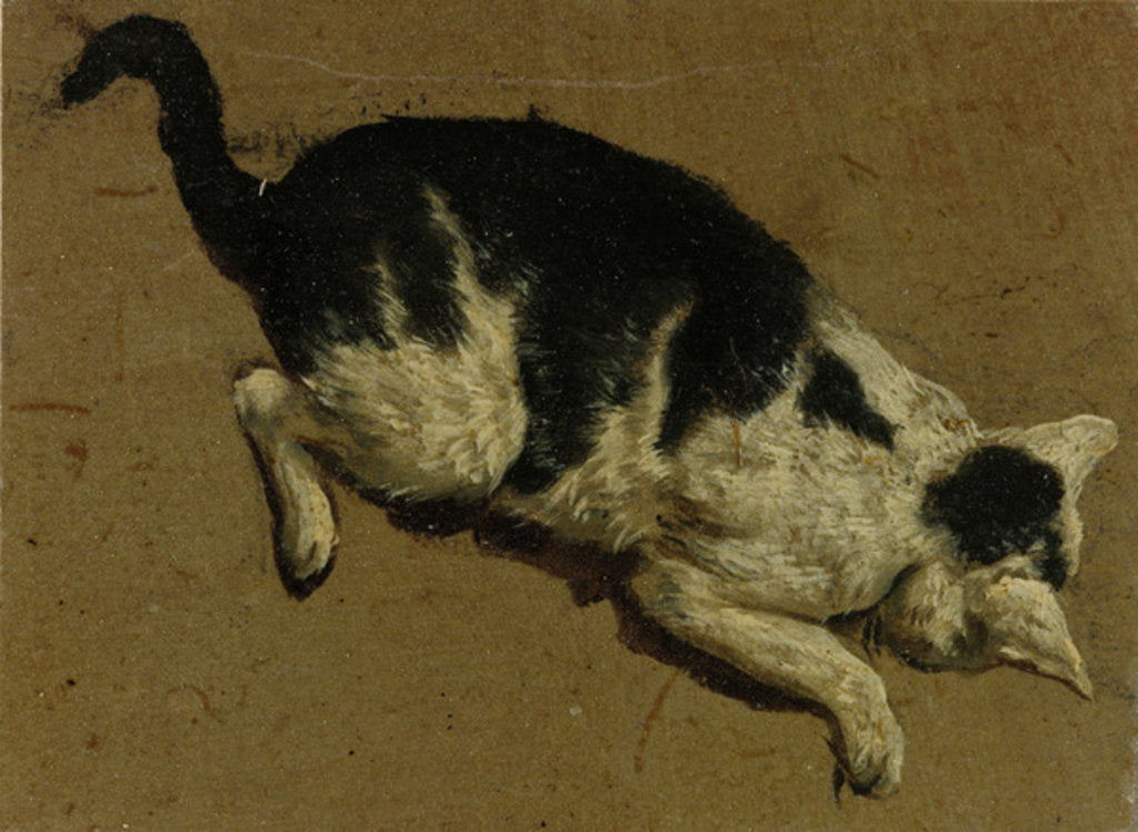 Detail of Cat from above by Adriaen van de (attr.to) Velde