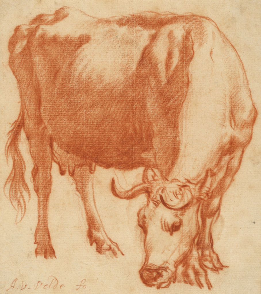 Detail of A cow grazing, c.1663 by Adriaen van de Velde