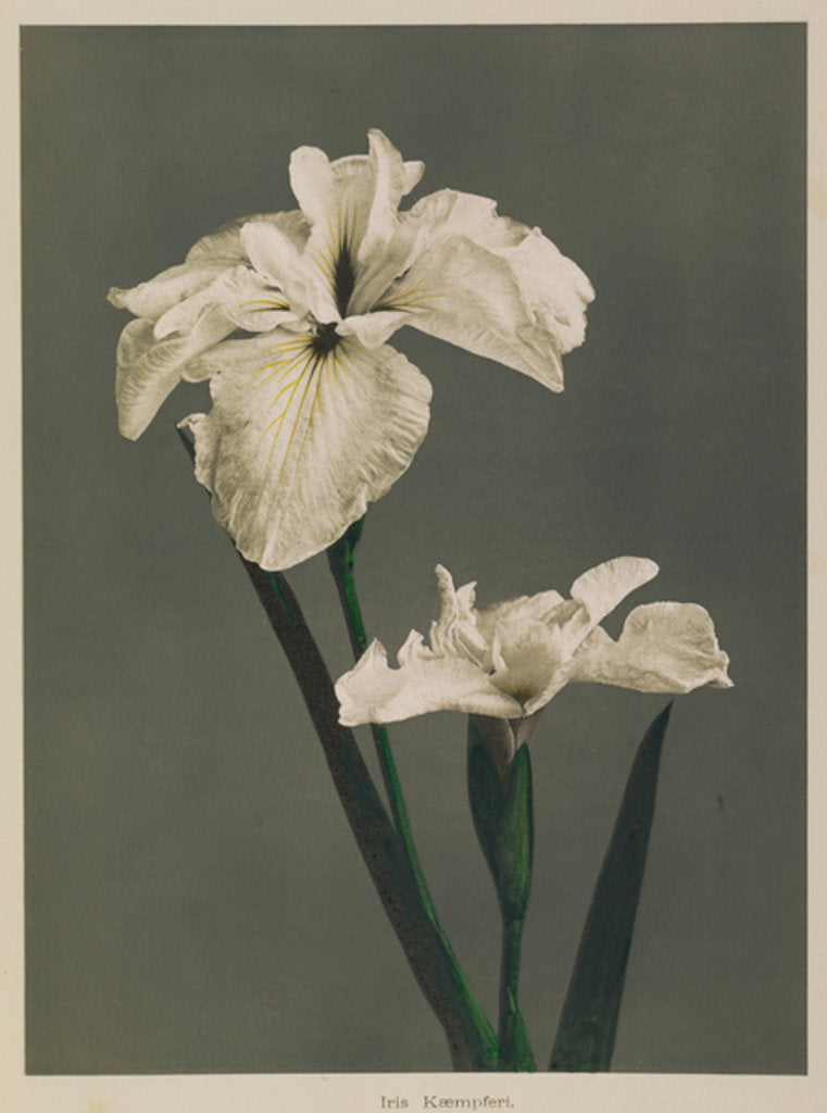 Detail of Iris Kaempferi, 1896 by Kazumasa (1860-1930) Ogawa