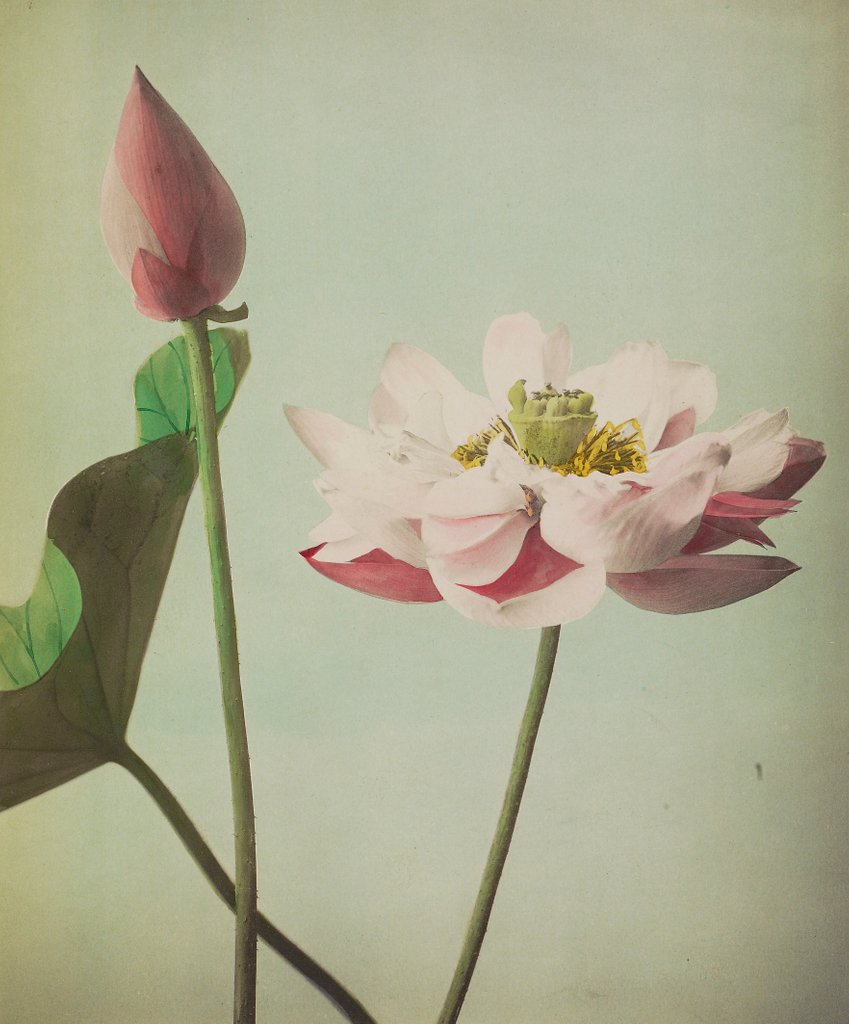 Detail of Lotus, 1896 by Kazumasa Ogawa