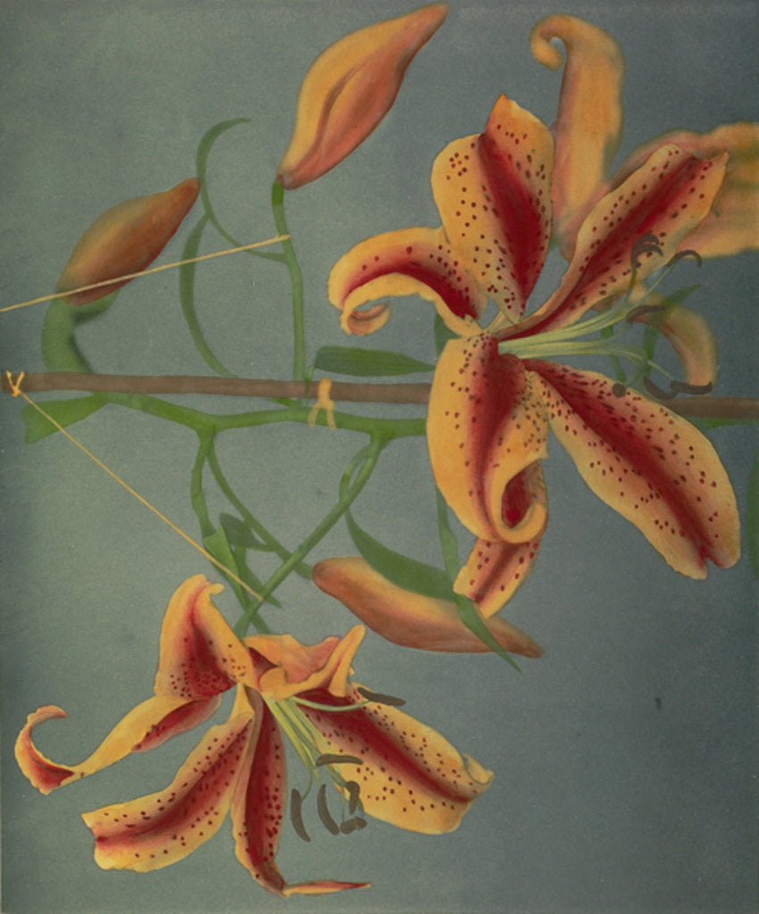 Detail of Lily, 1896 by Kazumasa Ogawa