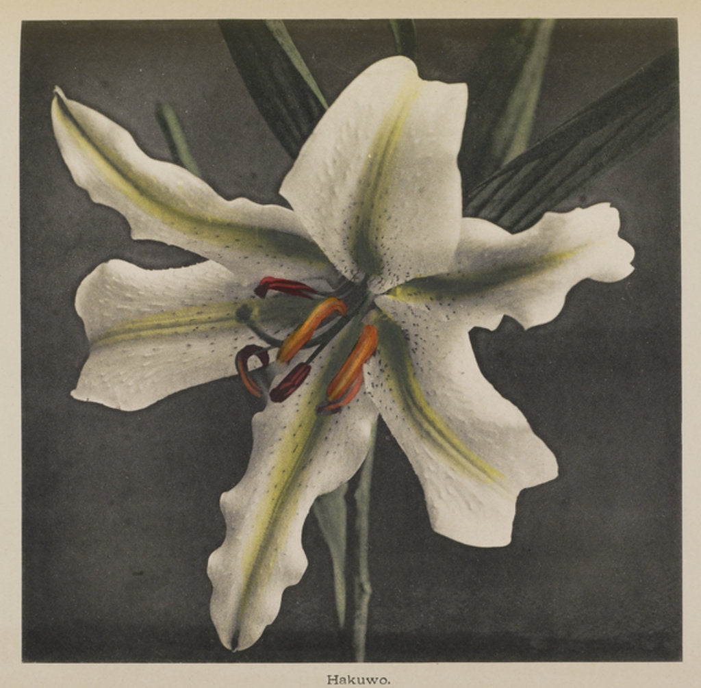 Detail of Lily, 1896 by Kazumasa (1860-1930) Ogawa