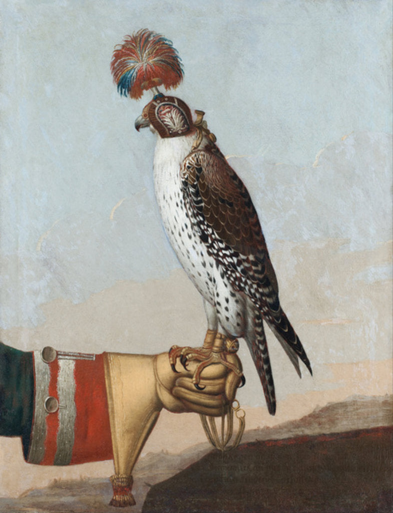 Detail of Icelandic gerfalcon, 1759 by German School