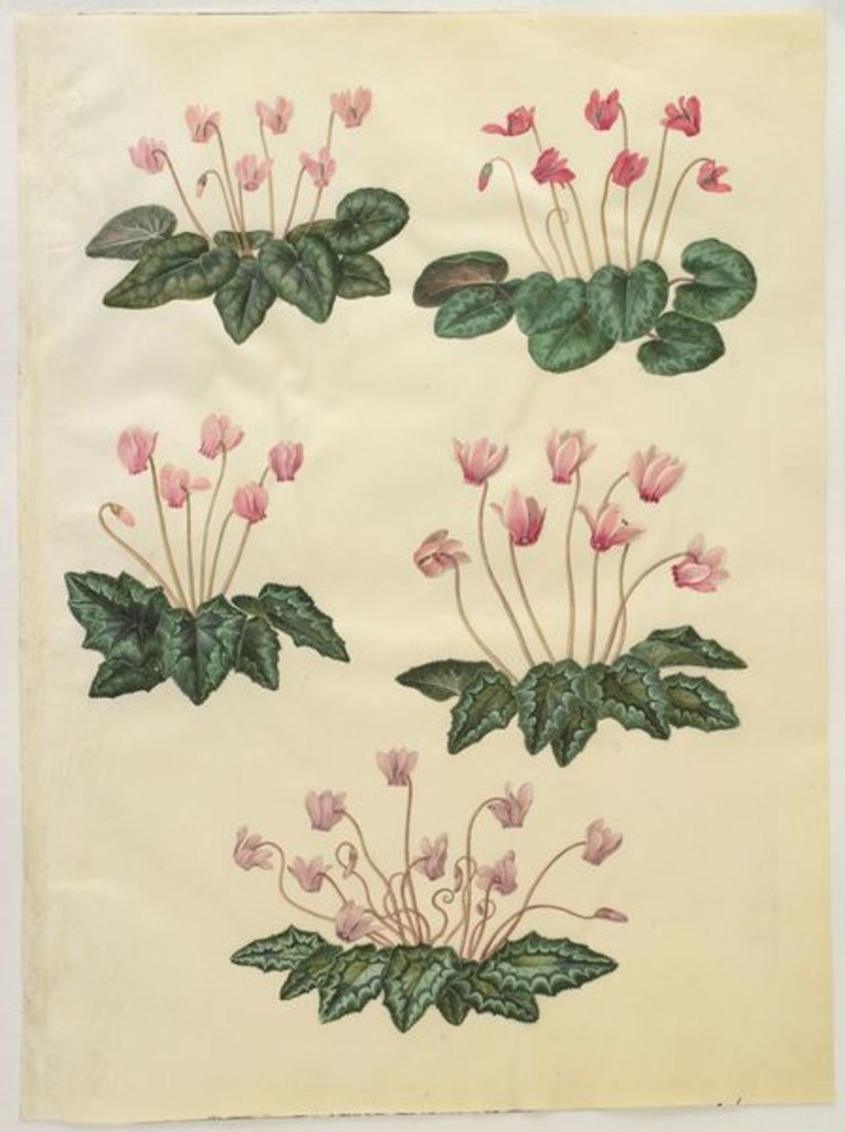 Detail of Cyclamen purprascens from the album Gottorfer Codex, c.1650 by Hans Simon Holtzbecher