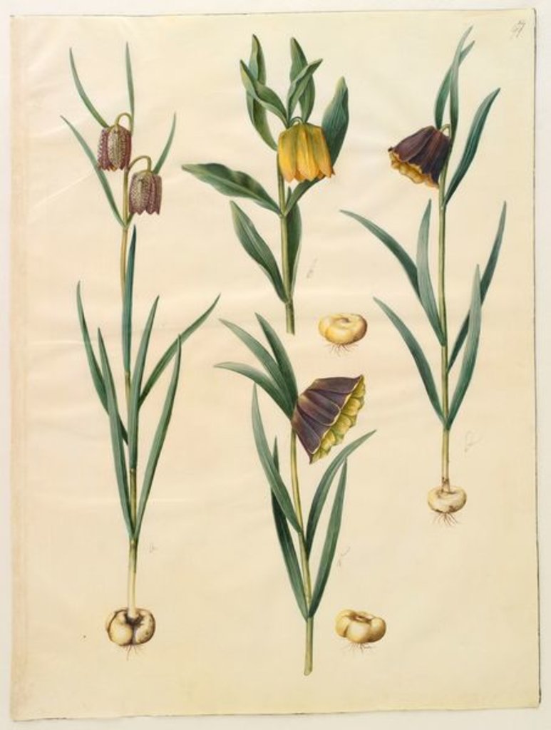 Detail of Fritilleria meleagris from the album Gottorfer Codex, c.1650 by Hans Simon Holtzbecher