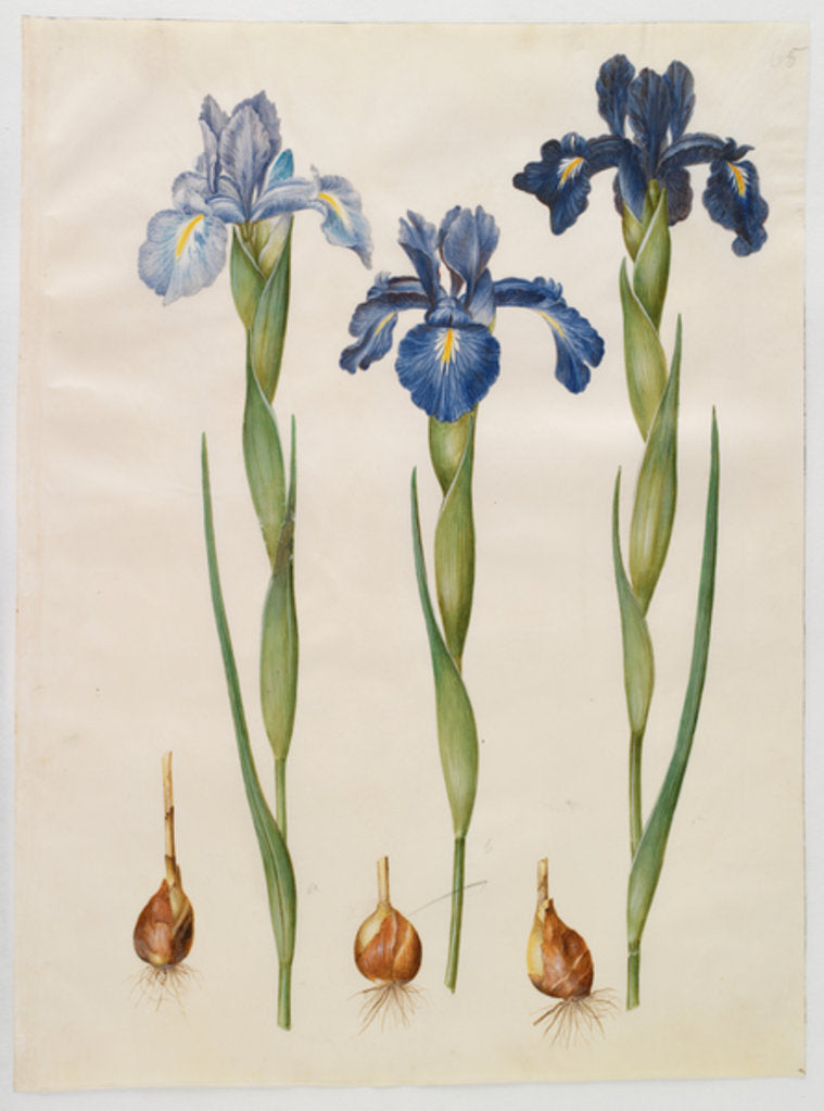 Detail of Iris xiphiodes from the album Gottorfer Codex, c.1650 by Hans Simon Holtzbecher