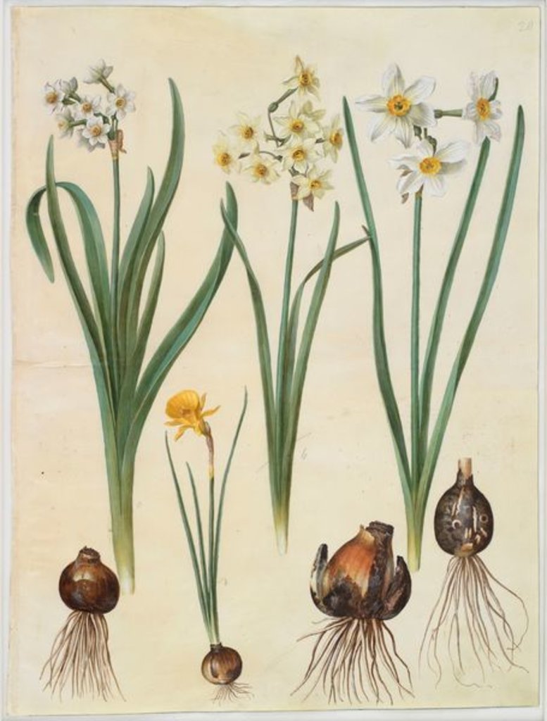 Detail of Narcissus tazetta, narcissus orientalis and corbularia bulbocodium from the album Gottorfer Codex, c.1650 by Hans Simon Holtzbecher