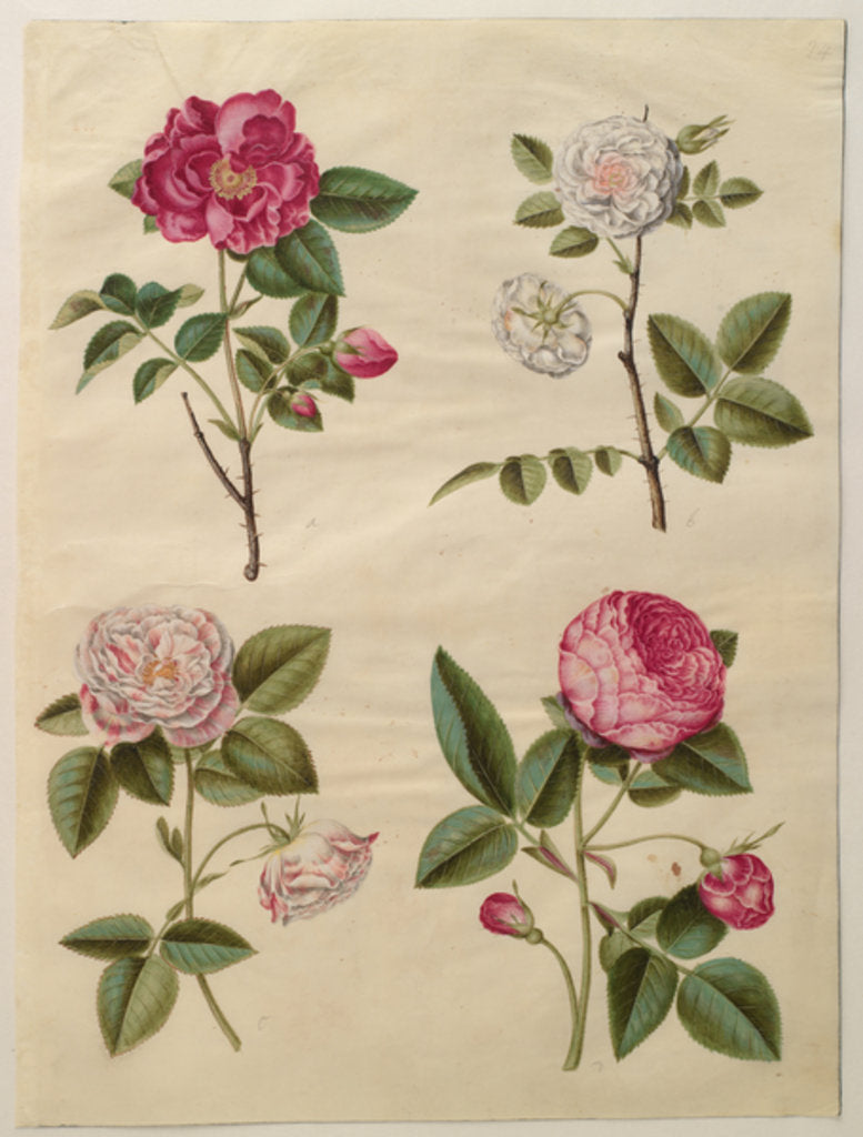 Detail of Rosa gallica from the album Gottorfer Codex, c.1650 by Hans Simon Holtzbecher