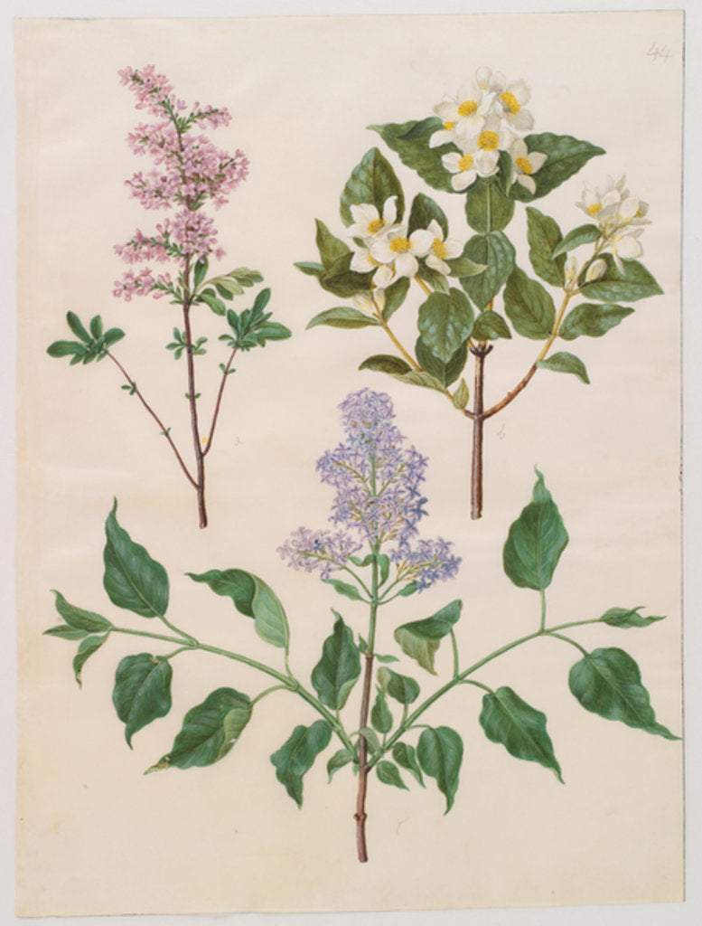 Detail of Syringa persica, philadelphus coronarius and syringa vulgaris from the album Gottorfer Codex, c.1650 by Hans Simon Holtzbecher