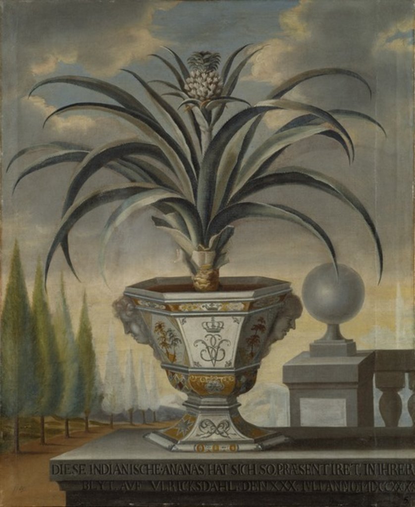 Detail of Pineapple plant, 1729 by David von Coln