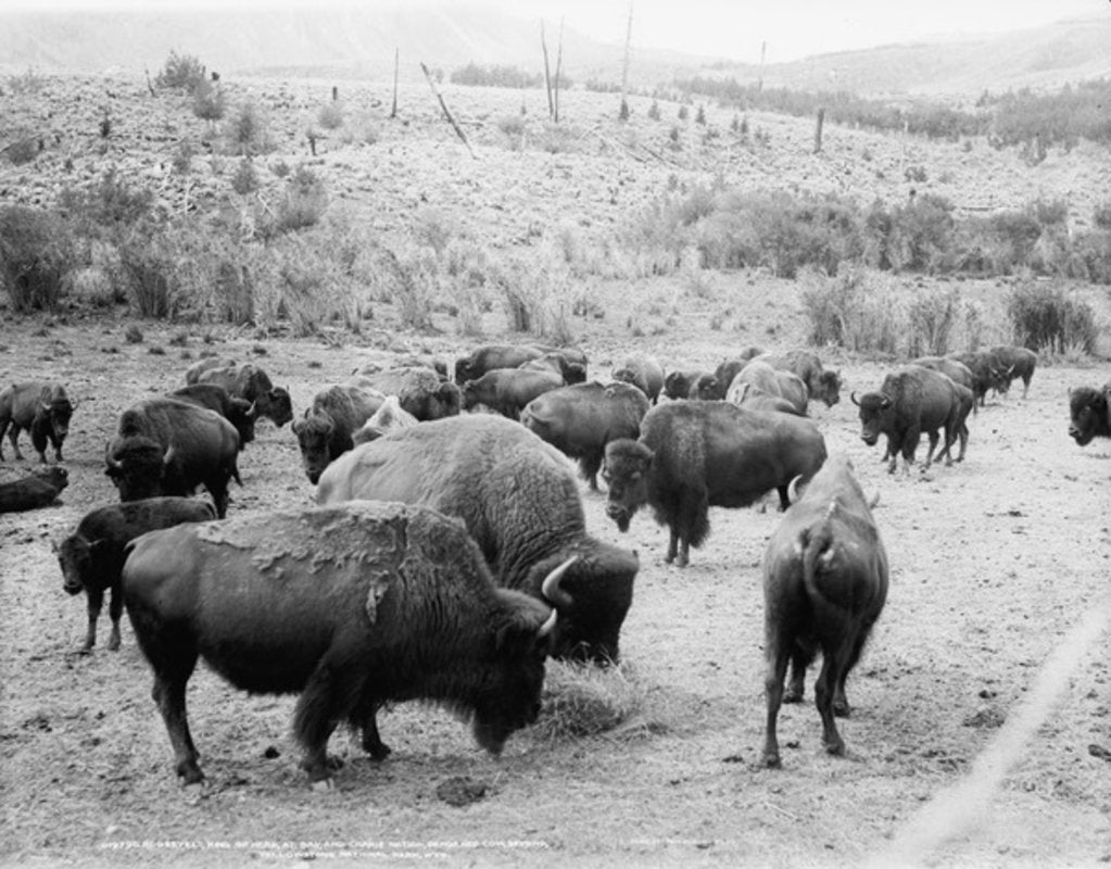 Detail of Roosevelt, king of herd, at bay, and Carrie Nation, dehorned, c.1907 by Detroit Publishing Co.