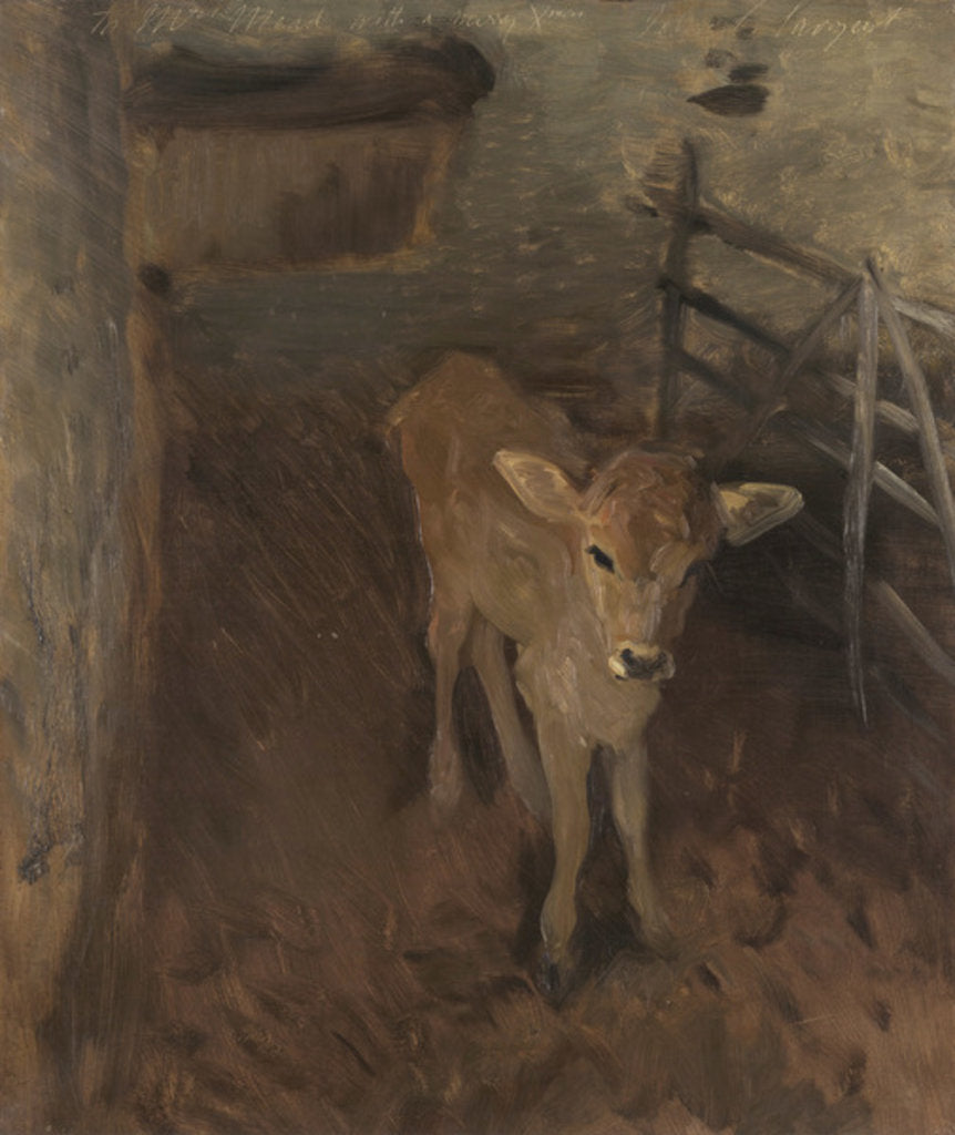 Detail of A Jersey Calf, 1893 by John Singer Sargent