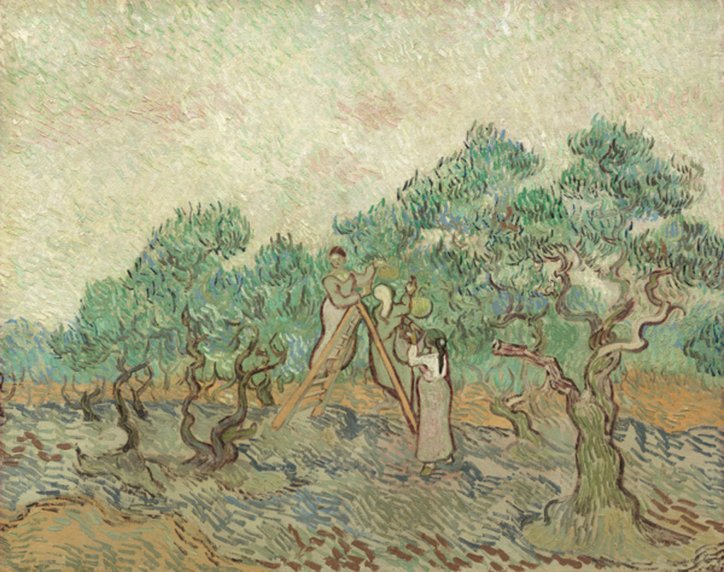 Detail of The Olive Orchard, 1889 by Vincent van Gogh