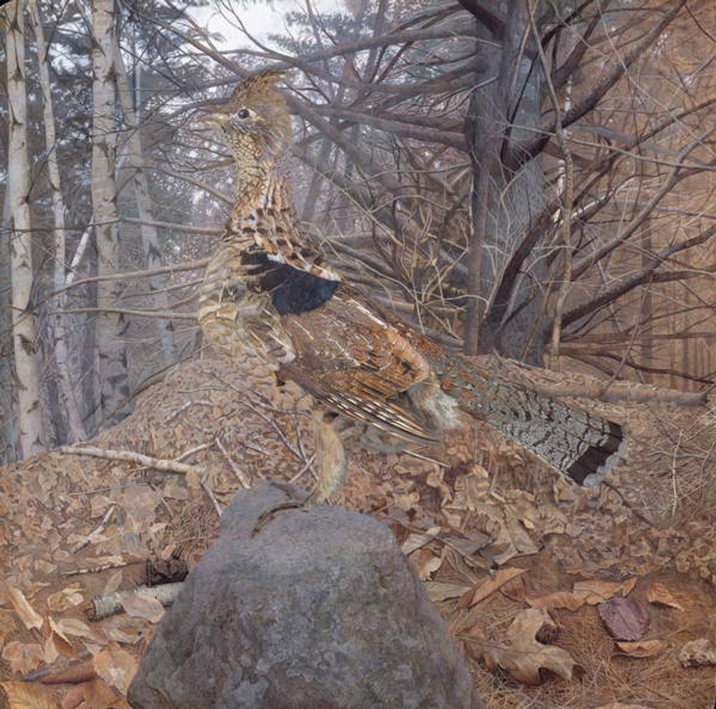 Detail of Male Ruffed Grouse in the Forest, 1907-08 by Gerald Thayer
