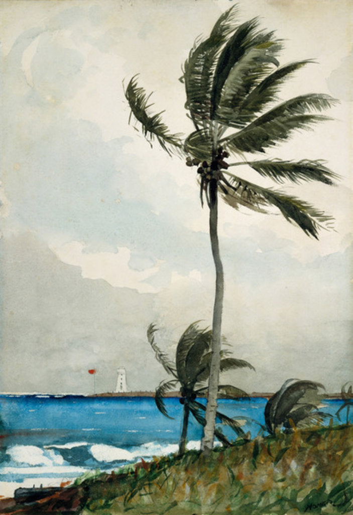 Detail of Palm Tree, Nassau, 1898 by Winslow Homer