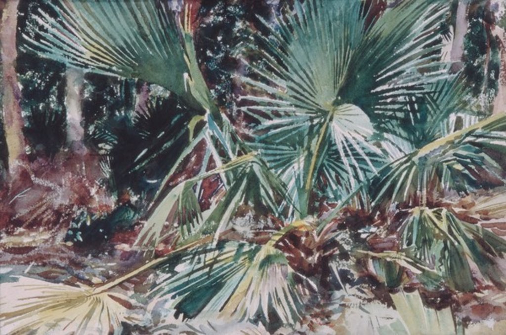Detail of Palmettos, 1917 by John Singer Sargent
