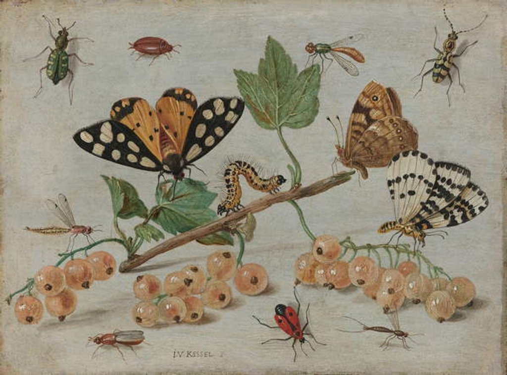 Detail of Insects and Fruit, c.1660-5 by Jan van the Elder Kessel