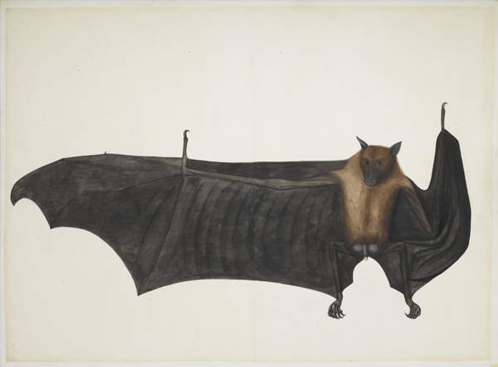 Detail of Great Indian Fruit Bat, c.1777-82 by Indian School